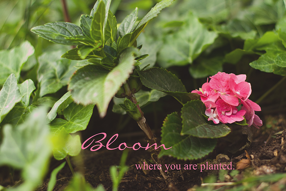 "Are You Blooming Where You Are Planted?" The Abundant Life Center