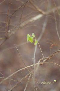 day-19-nature-copy-web-sharp